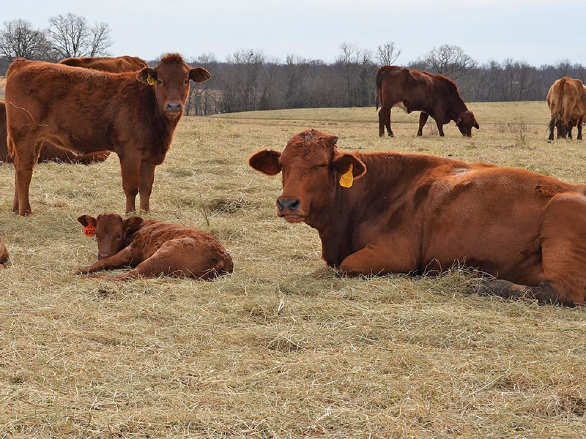 BÜYÜKBAŞ HAYVANCILIK