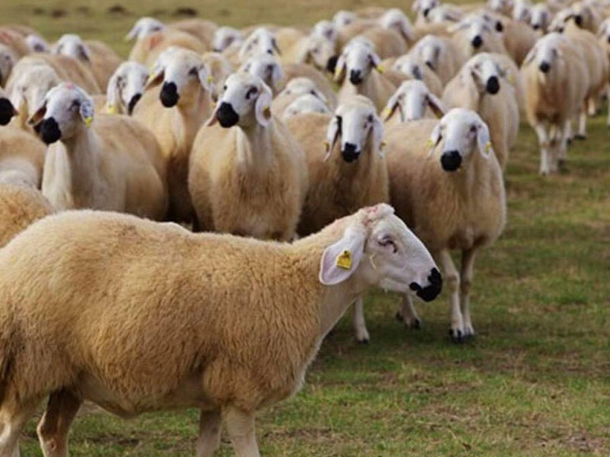 KÜÇÜKBAŞ HAYVANCILIK