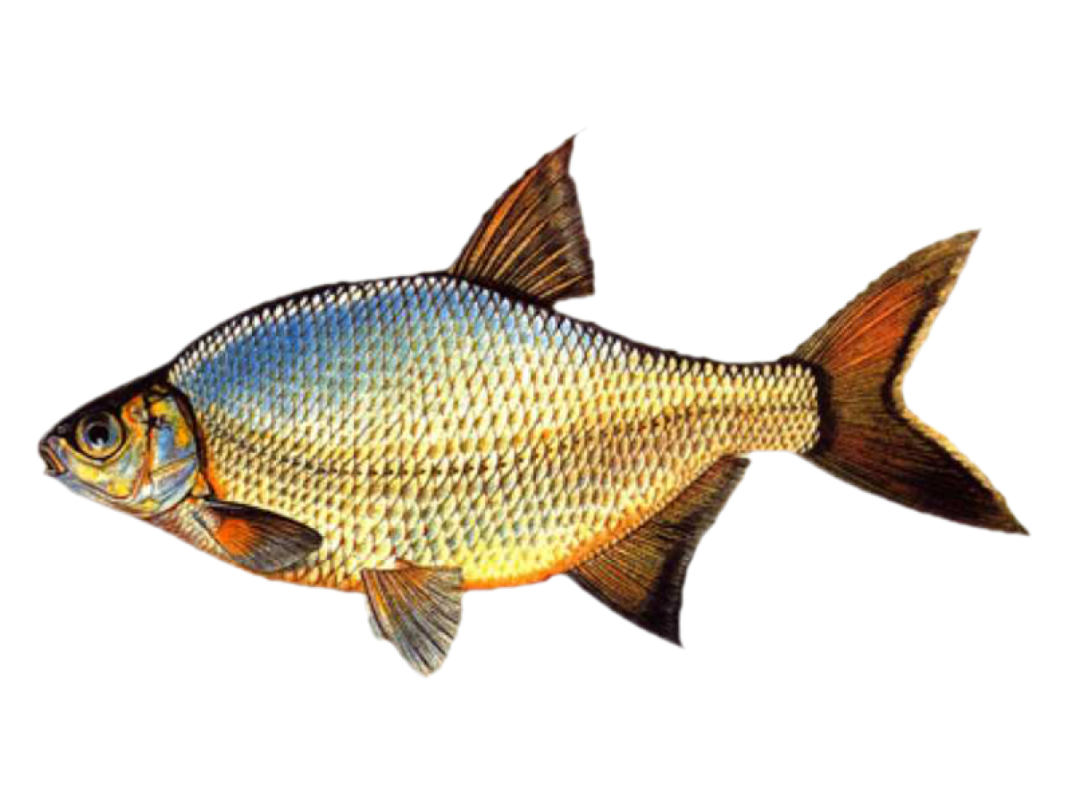 TATLI SU BALIKÇILIĞI